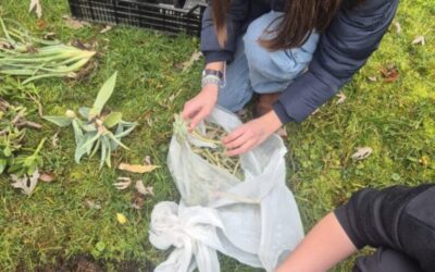 Učenici Eko skupine sade presadnice sobnog bilja